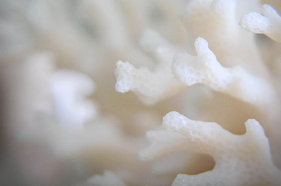 Climate change and coral bleaching
