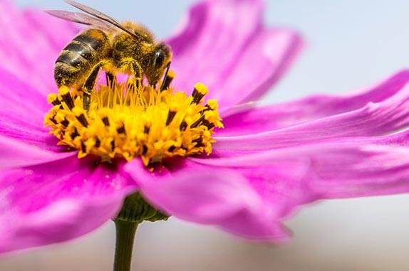 Getting the buzz on the value of bees