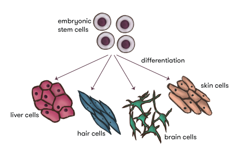 Diagram of stem cells and different cell types.