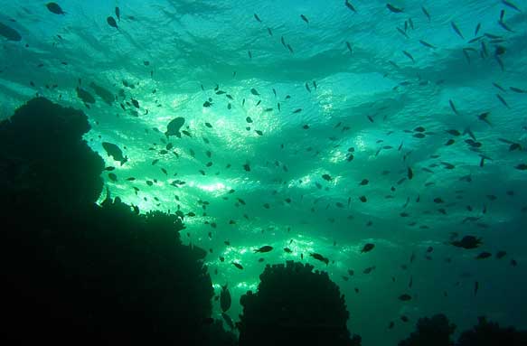 Fish swimming in the ocean