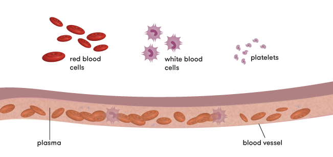 Plasma in our blood