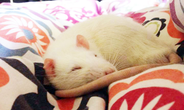 Sleeping rat